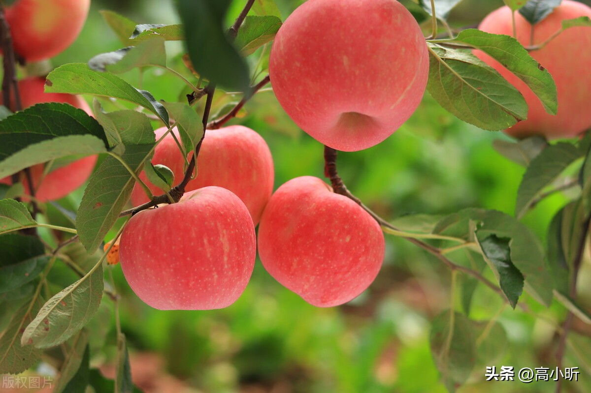 现在中国哪里的苹果最便宜最好吃,中国苹果口感最好的地方