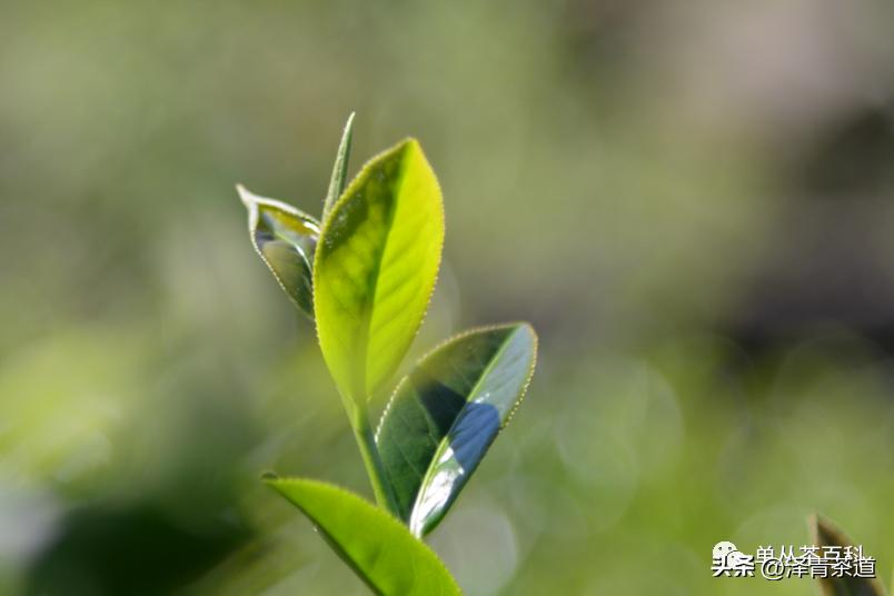 了解一下凤凰单丛,了解凤凰单丛