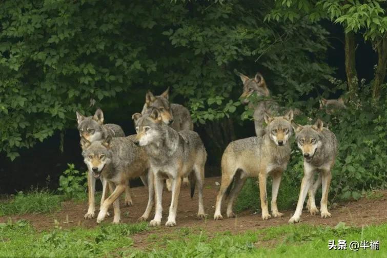 开挖掘机遇到猛兽,开挖掘机遇到发动机怎么办