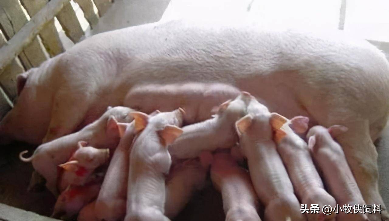 母猪产后拉稀便怎么回事,母猪腹泻拉稀的最佳治疗方法