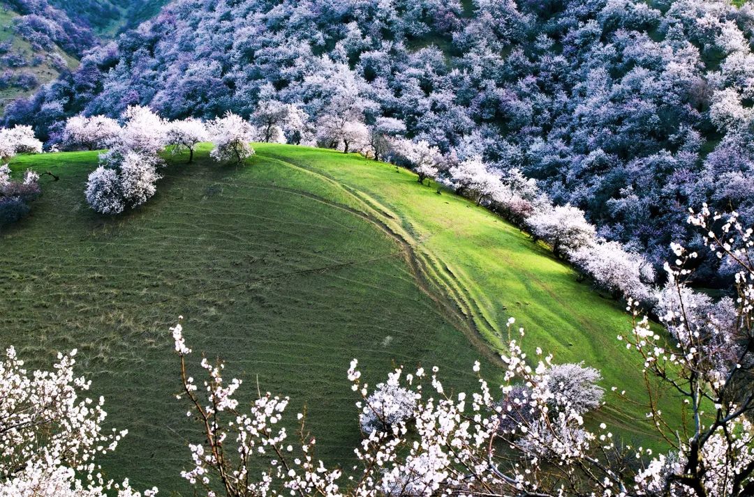 四月新疆伊犁草原,新疆伊犁野杏花最美人间四月天