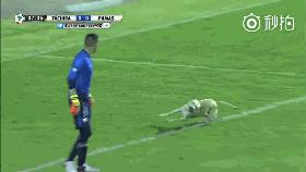 狗子冲进球场,狗子闯进足球比赛