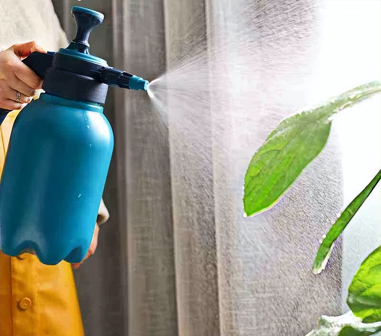 虎刺梅大花品种磷酸二氢钾,磷酸二氢钾促花促果用多少倍