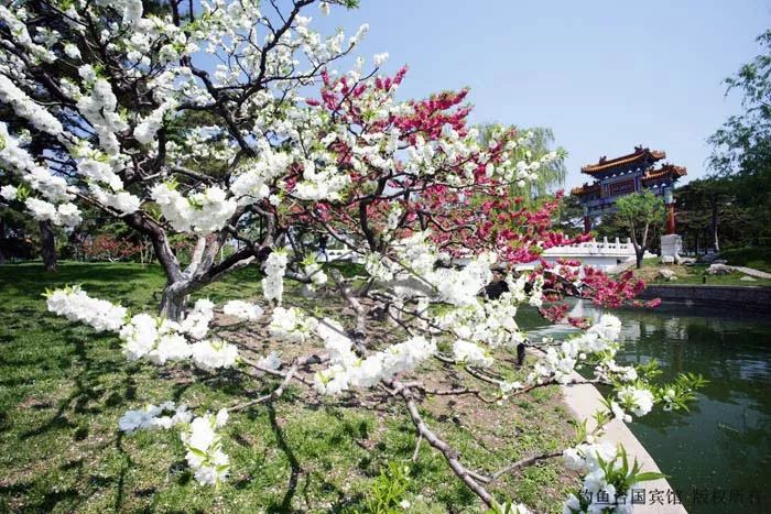 99%的人没看过的老照片,中国三大国宾馆