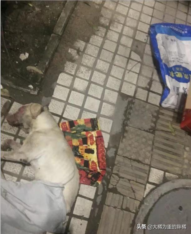 拉布拉多兽医,拉布拉多被揍无辜的眼神