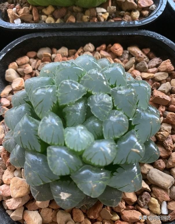 玉露烂根是水浇多了还是不通气,玉露烂根了重新上盆得晾几天