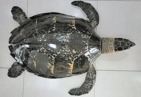 不远万里买玳瑁标本辟邪，这个案子检察官这样办