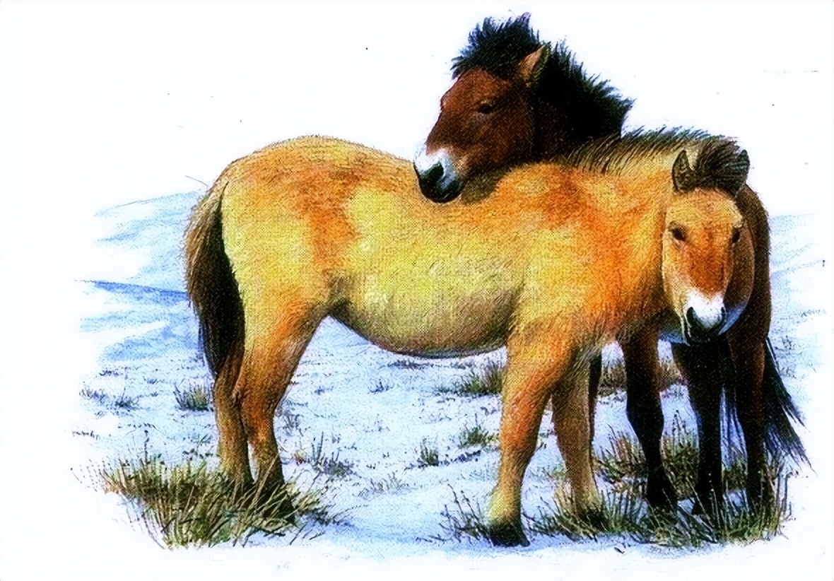 漫话普洱茶,漫话