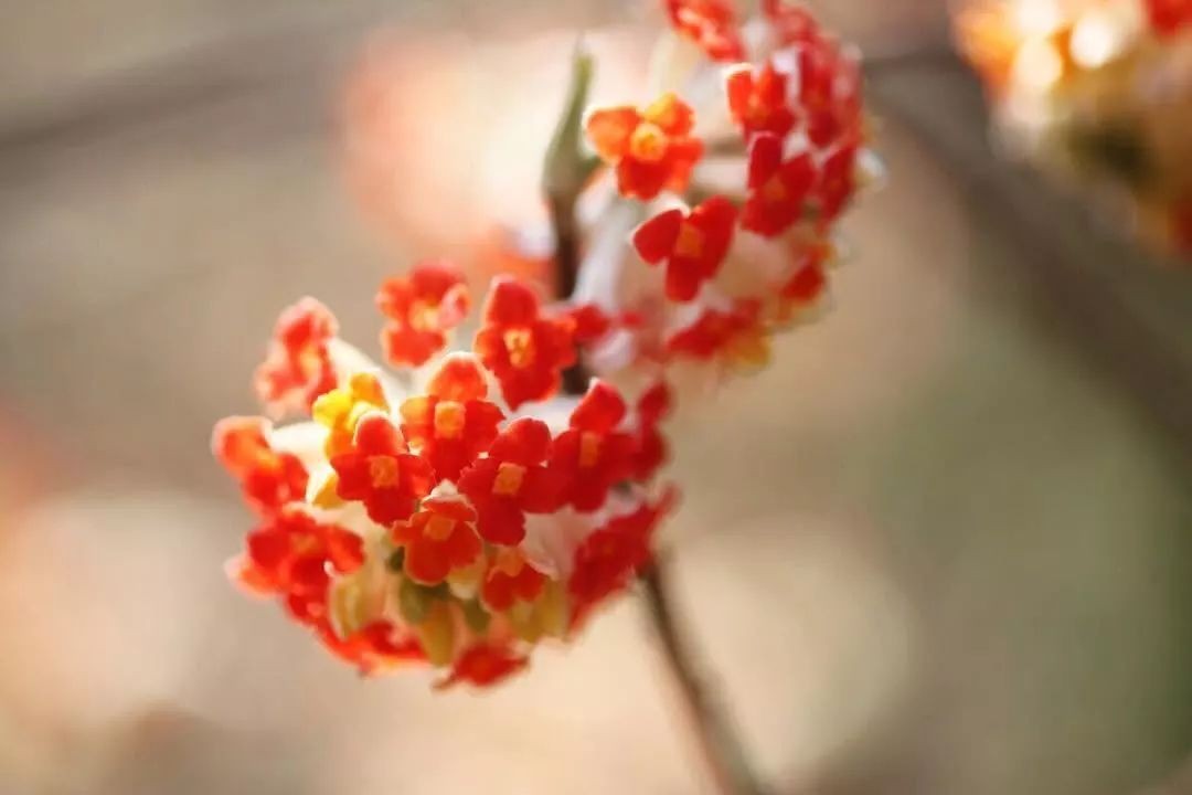 闀垮緱鍍忚冻鐞冧竴鏍风殑妞嶇墿,鍜岃冻鐞冩湁鍏崇殑妞嶇墿