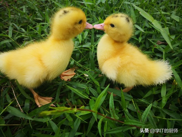 养殖柯尔鸭市场怎么样,柯尔鸭养殖视频教程