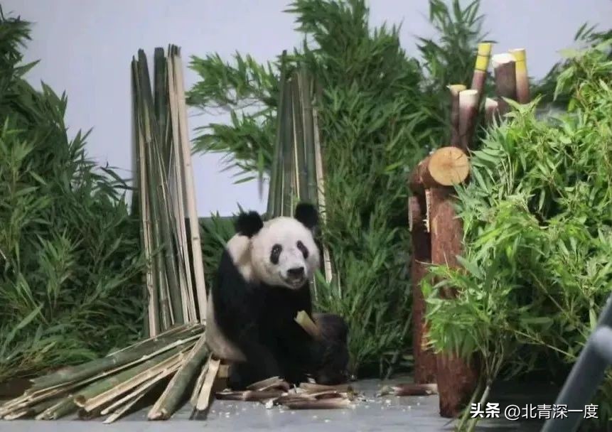 “我为熊猫狂”:被笃信的谣言,被*攻围**的科普