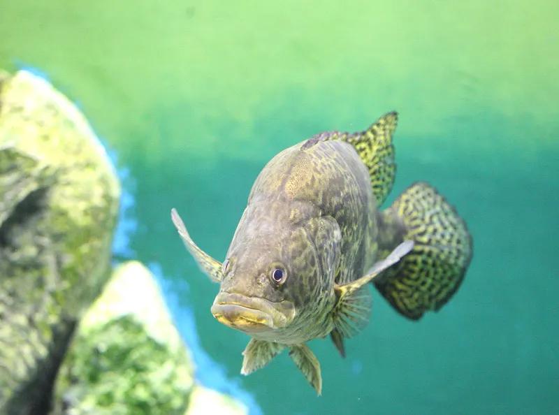 鳜鱼吃跟自己体型一样大的鱼,鳜鱼为什么不吃很小的鱼