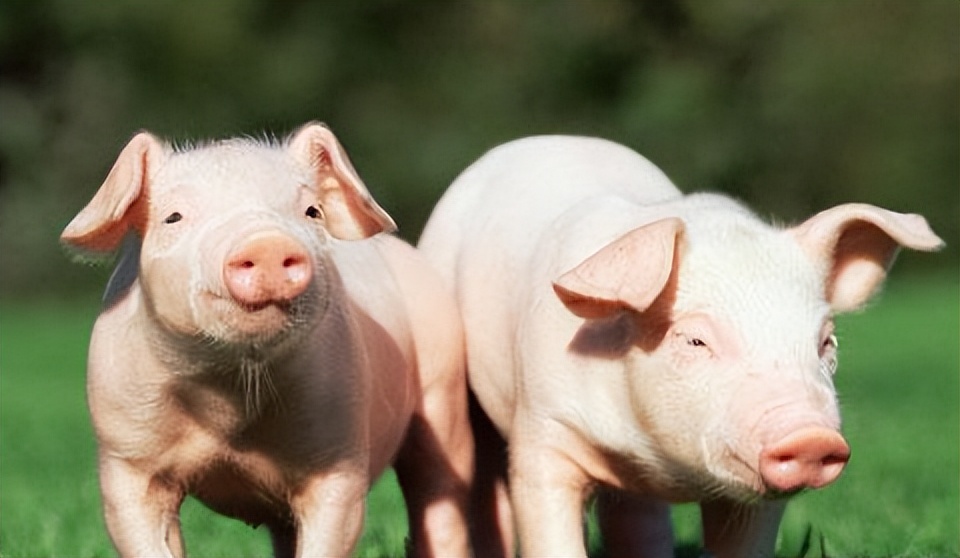 猪呼吸困难鼻子不通气,猪喘不过气呼吸困难是怎么回事