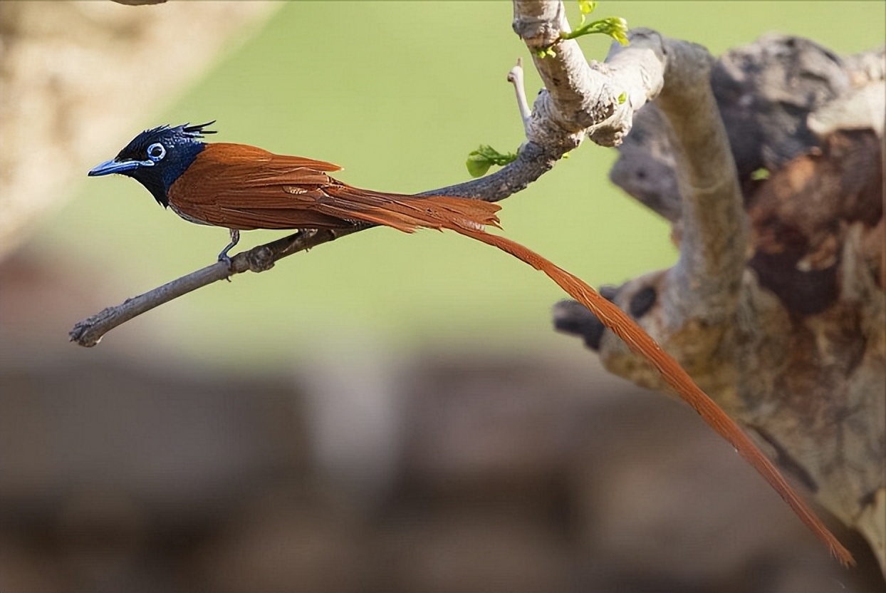 鸟儿大全高清图,高清珍稀鸟动态图片大全
