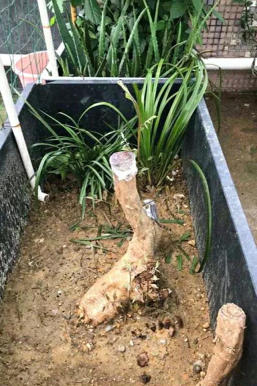 下山老桩发芽弱是什么原因,下山老桩干枯怎么处理