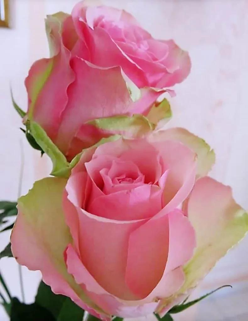 玫瑰是爱情的使者,玫瑰是每个女人的最爱