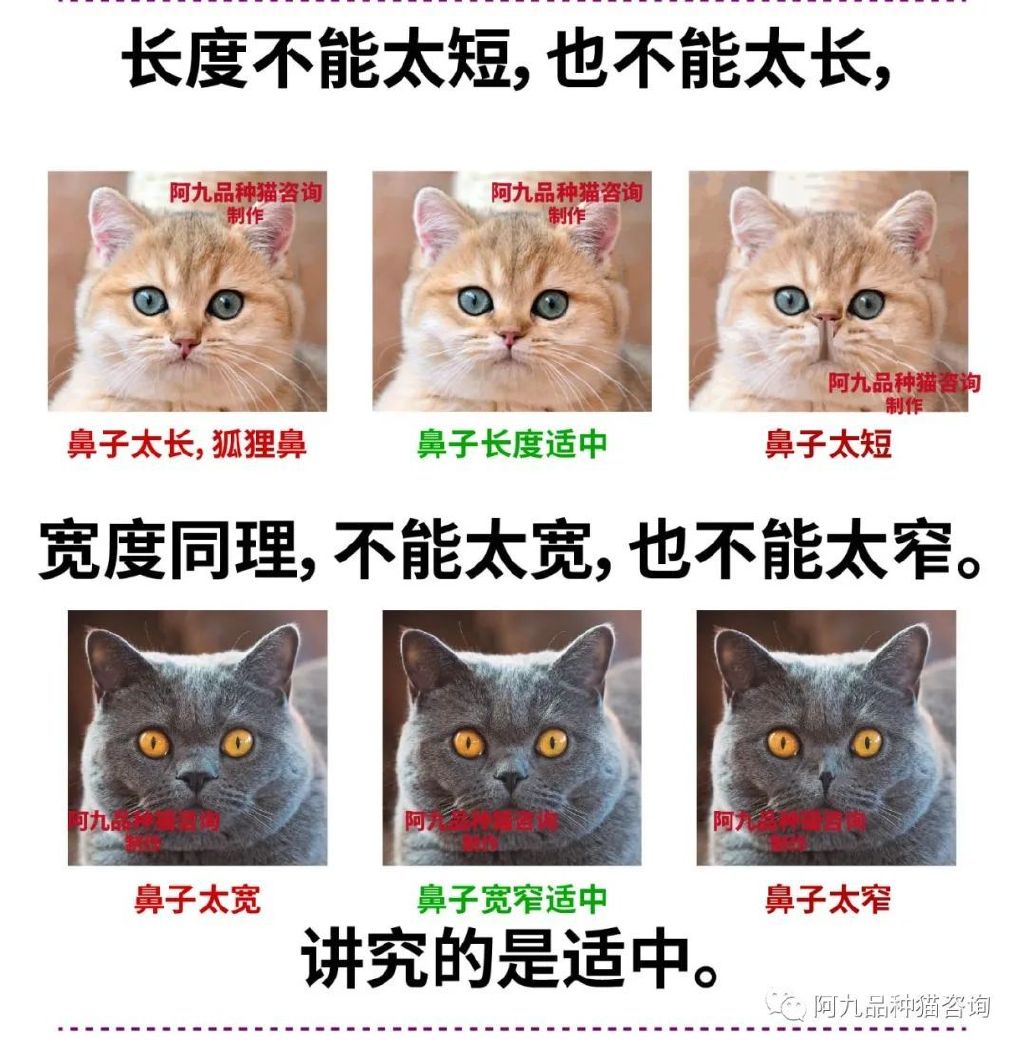 英短幼猫什么样的嘴型好,英短鼻子黑色和粉色有什么区别