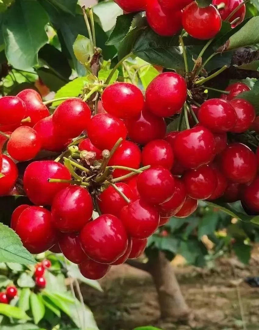 巴彦花镇招聘,乡村振兴吸引人才返乡