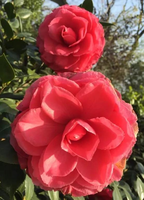 波浪山茶花,海岛山茶花