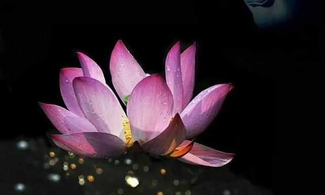 200个心理学效应 (200题心理学题库)