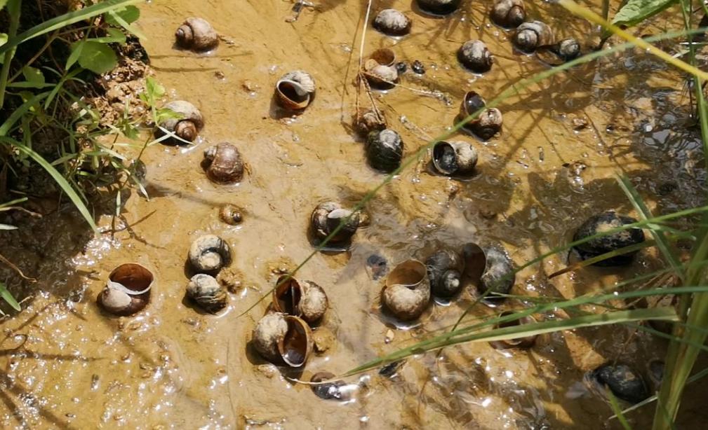 北京一对夫妻深夜下河捞田螺被抓,在河边捞300斤田螺被判刑