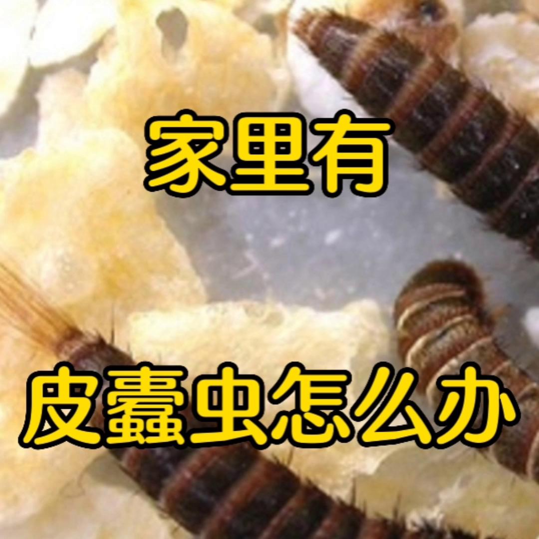 家里有黑皮蠹虫怎么办,家里有皮蠹怎么才能彻底清除干净