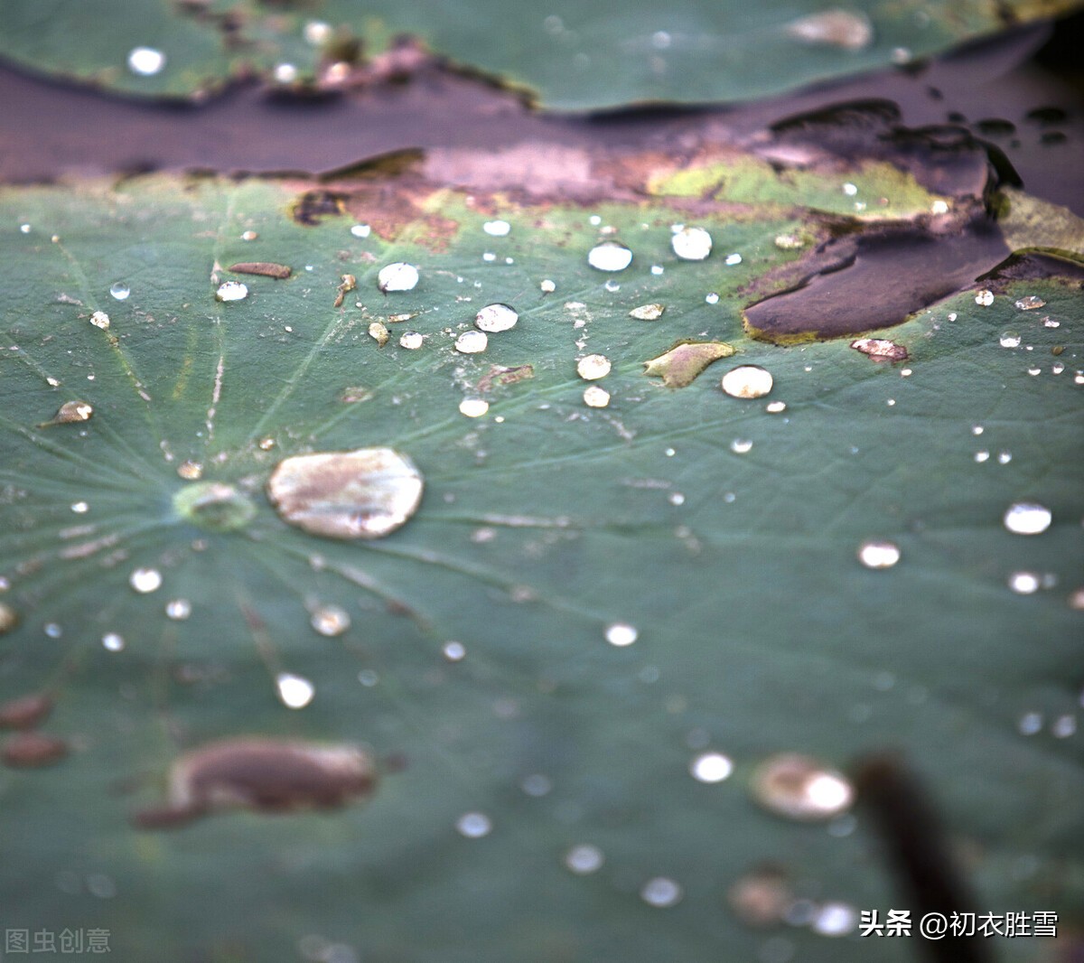 秋荷诗词10首,夏日赏荷简短唯美诗词
