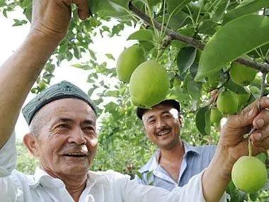 库尔勒香梨潼关肉夹馍,库尔勒香梨协会维权事件