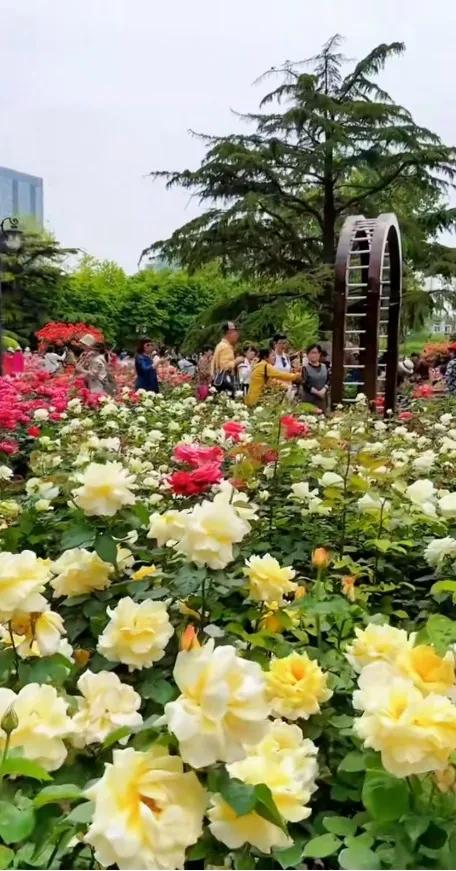 公园里的花真美啊图片,公园里的花真美啊的拼音