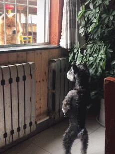 雪纳瑞可以吃竹笋吗,雪纳瑞可以吃干虾仁吗