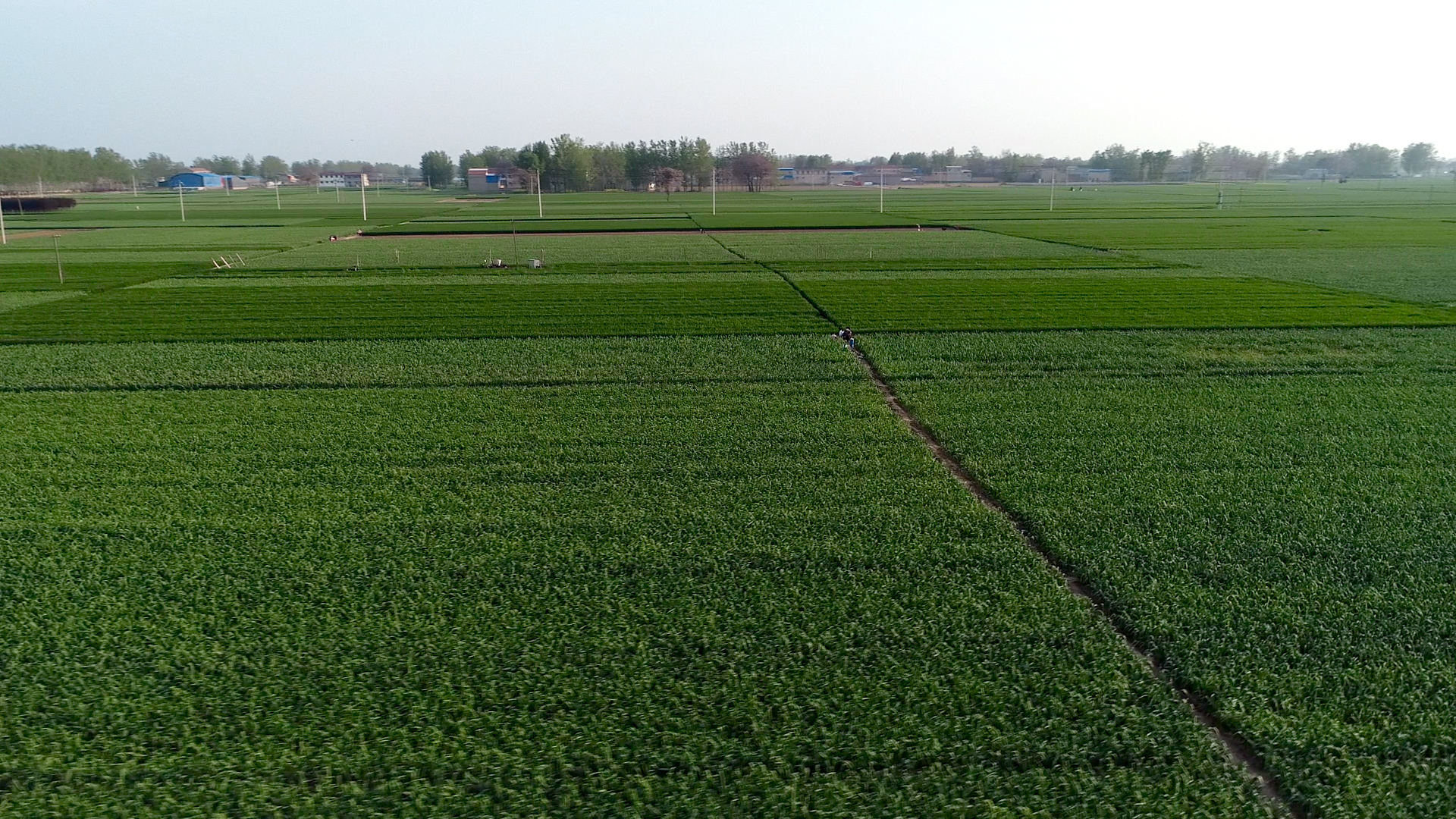 大蒜幼苗叶发黄是怎么回事,大蒜叶片发黄干枯农户如何解决