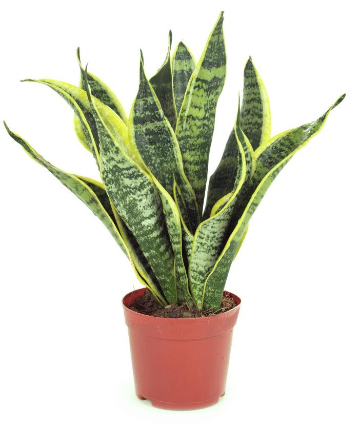 推荐9种适合在办公室养的小盆栽,适合办公室养的大盆栽