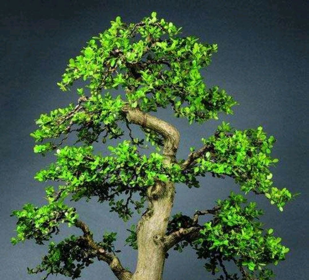 珍珠黄杨适合什么地方栽培,九顶山珍珠黄杨养护