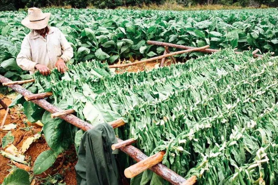 最贵的雪茄是什么品种,世界上最贵的雪茄皇家花魁
