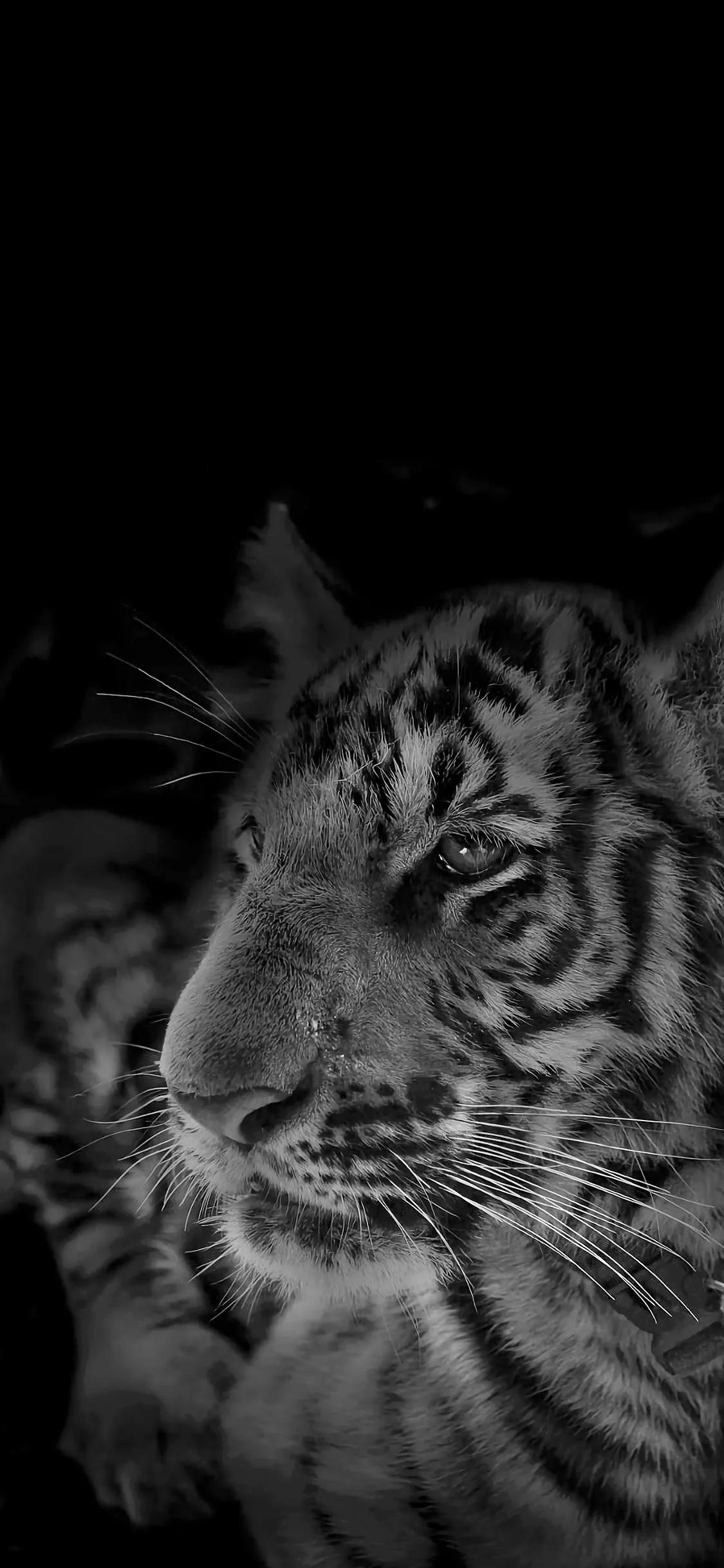 猛兽壁纸,猛兽壁纸霸气