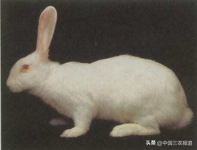 小白兔分别有哪13种生活习性,兔子有多少个种类家兔