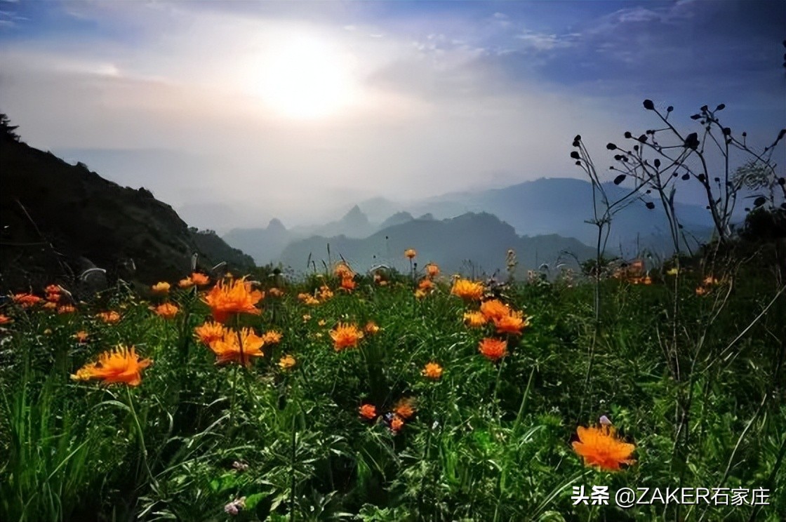 石家庄大熊猫贤贤还活着吗,大熊猫贤贤跟谁一起去石家庄