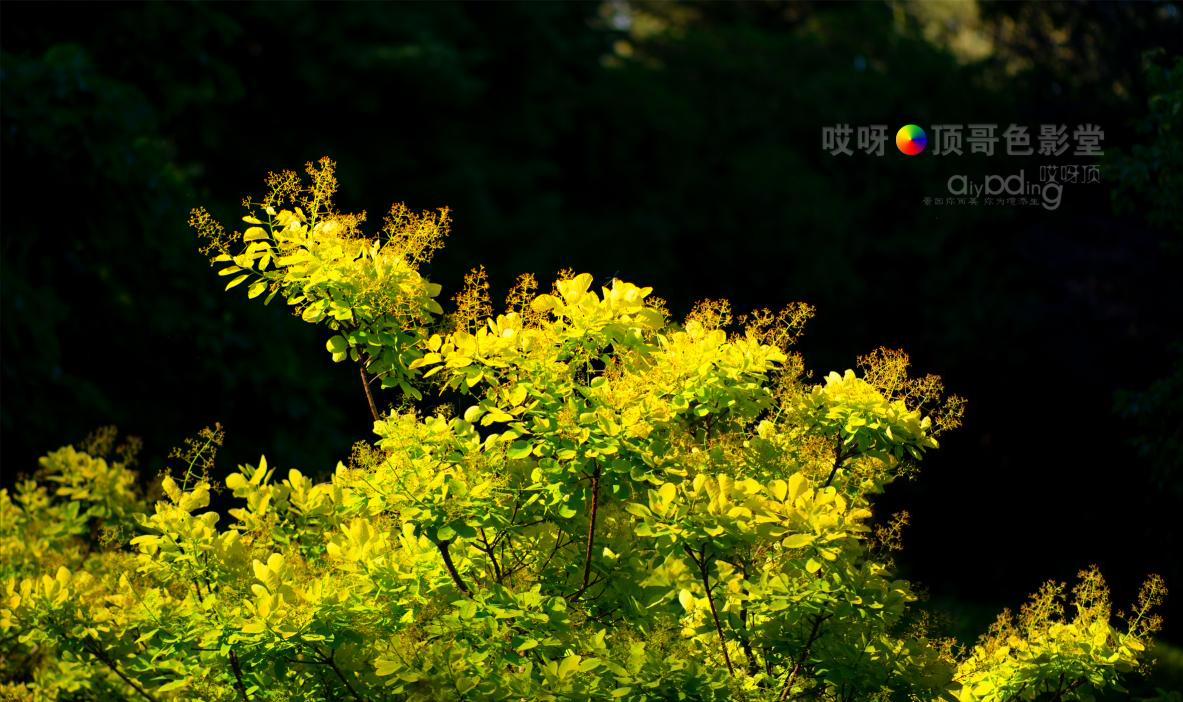 旅行家的眼神，看到不一样的人文澳洲（四之一）