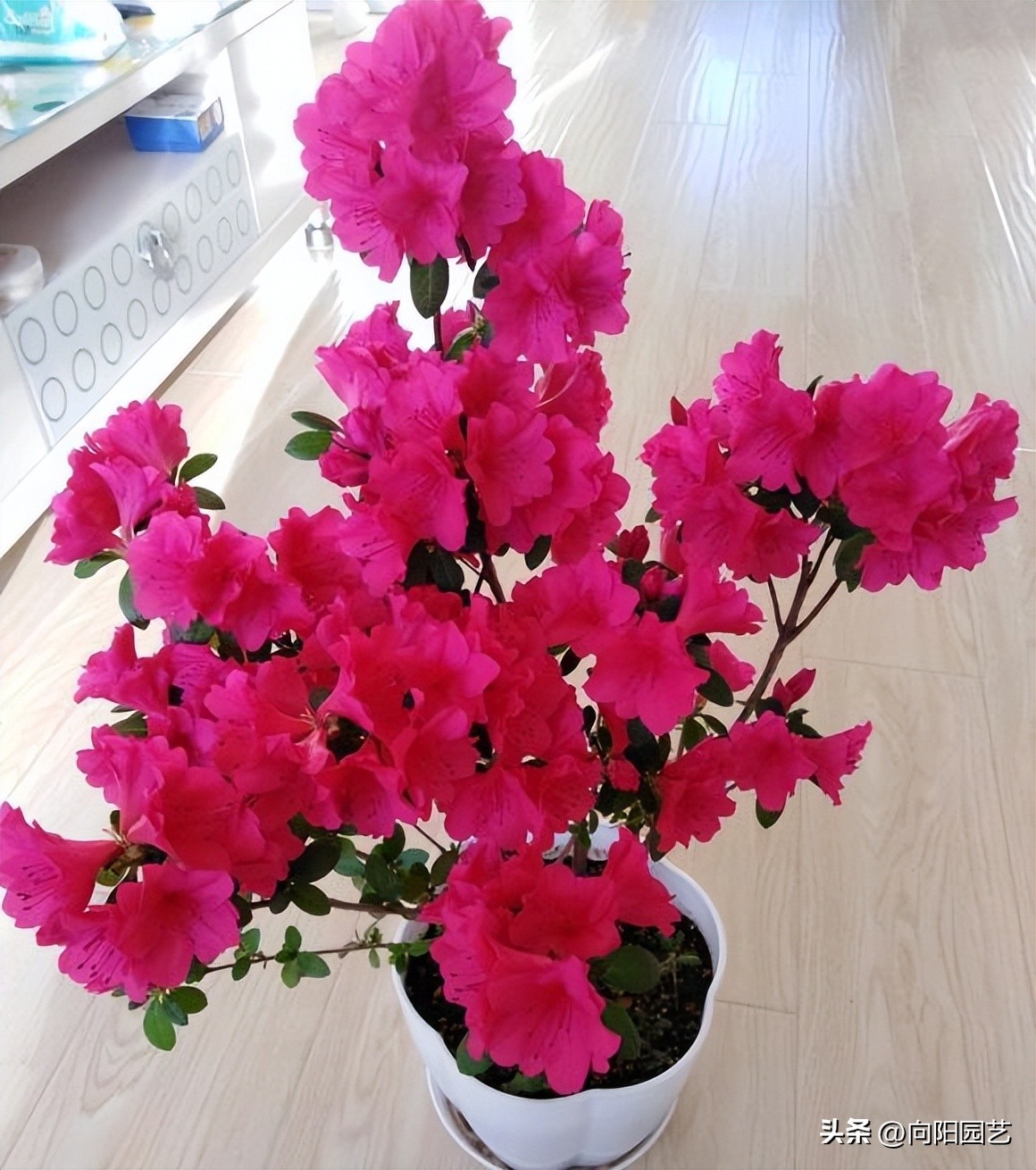 反季节栽杜鹃花,杜鹃花先别急着丢掉