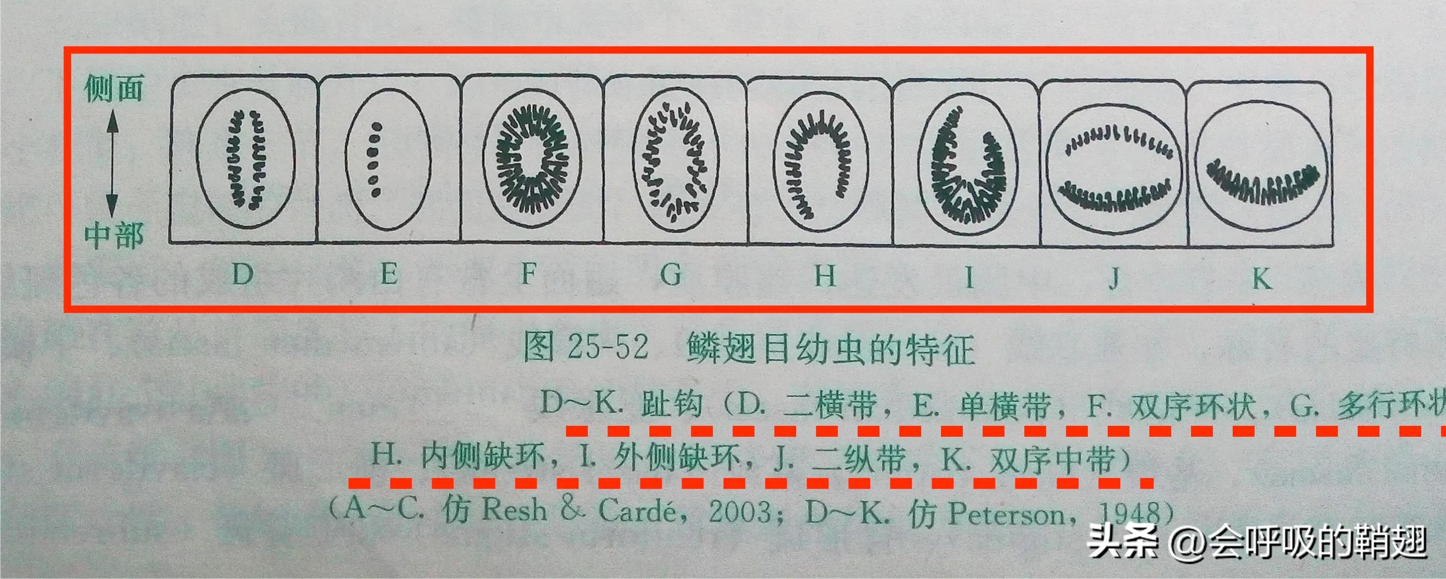 大蚕蛾饲养记录,华尾大蚕蛾饲养方法