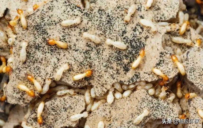 家里有白蚁怎么能彻底消灭白蚁,除白蚁灭白蚁杀白蚁价格