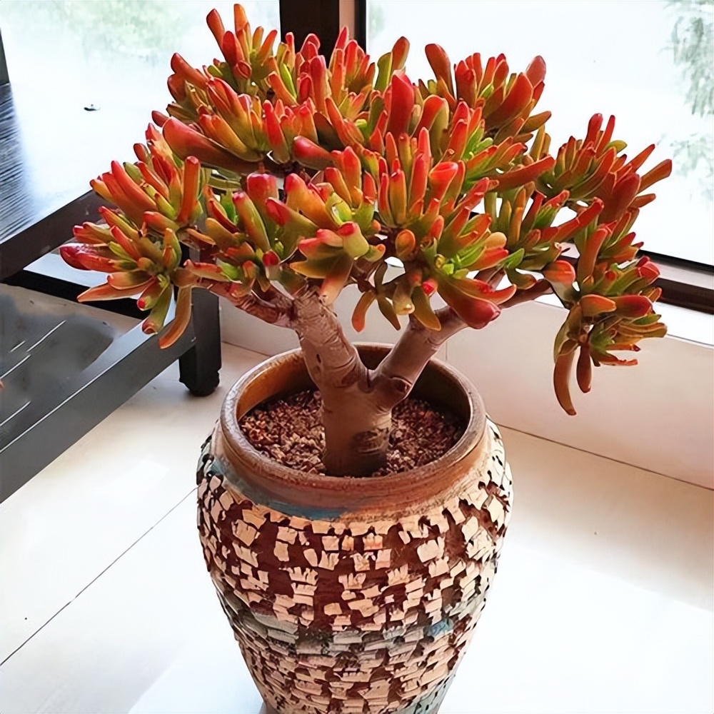 家养3种富贵花福气好运挡不住,七种富贵花图片