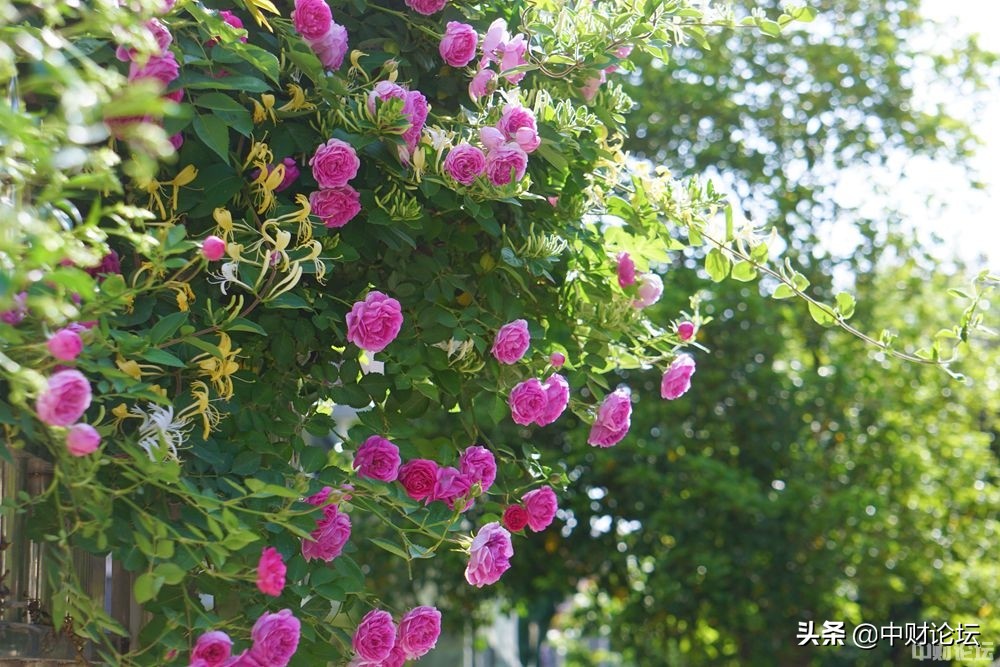 瀹濊礉鏈夋柊骞寸ぜ鐗╁悧,瀹濊礉鏄ュぉ浼樻儬