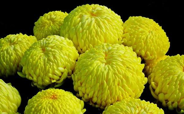 菊花的花语怎么写,菊花的花语100字