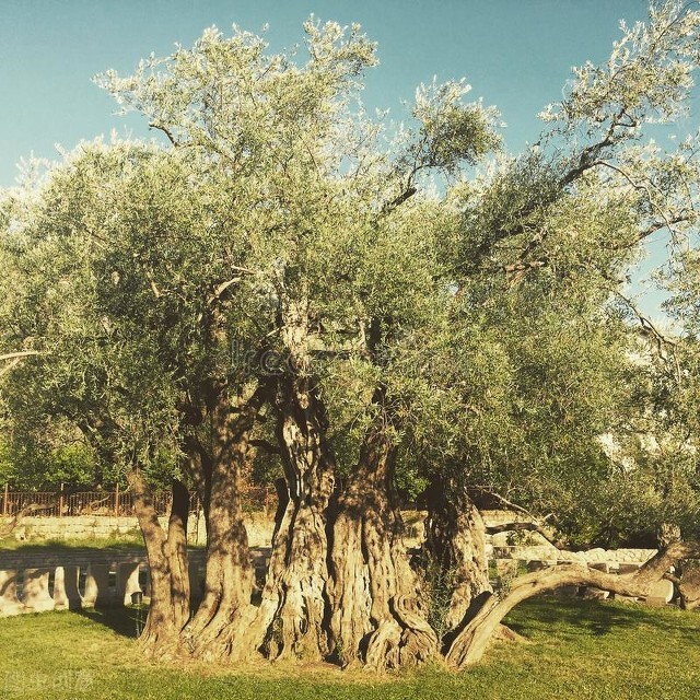 贵宾犬的生活常识,贵宾犬冷知识100条