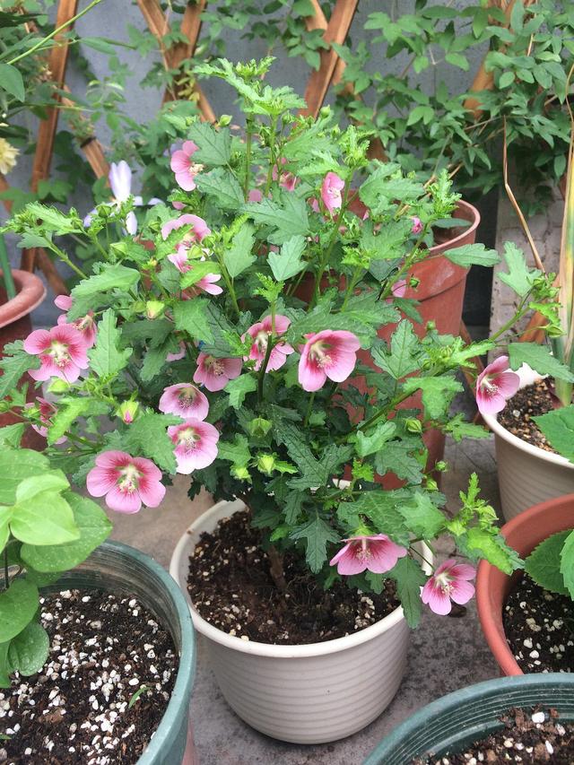 养水牛种什么草最好养,高温下雨后养兰花