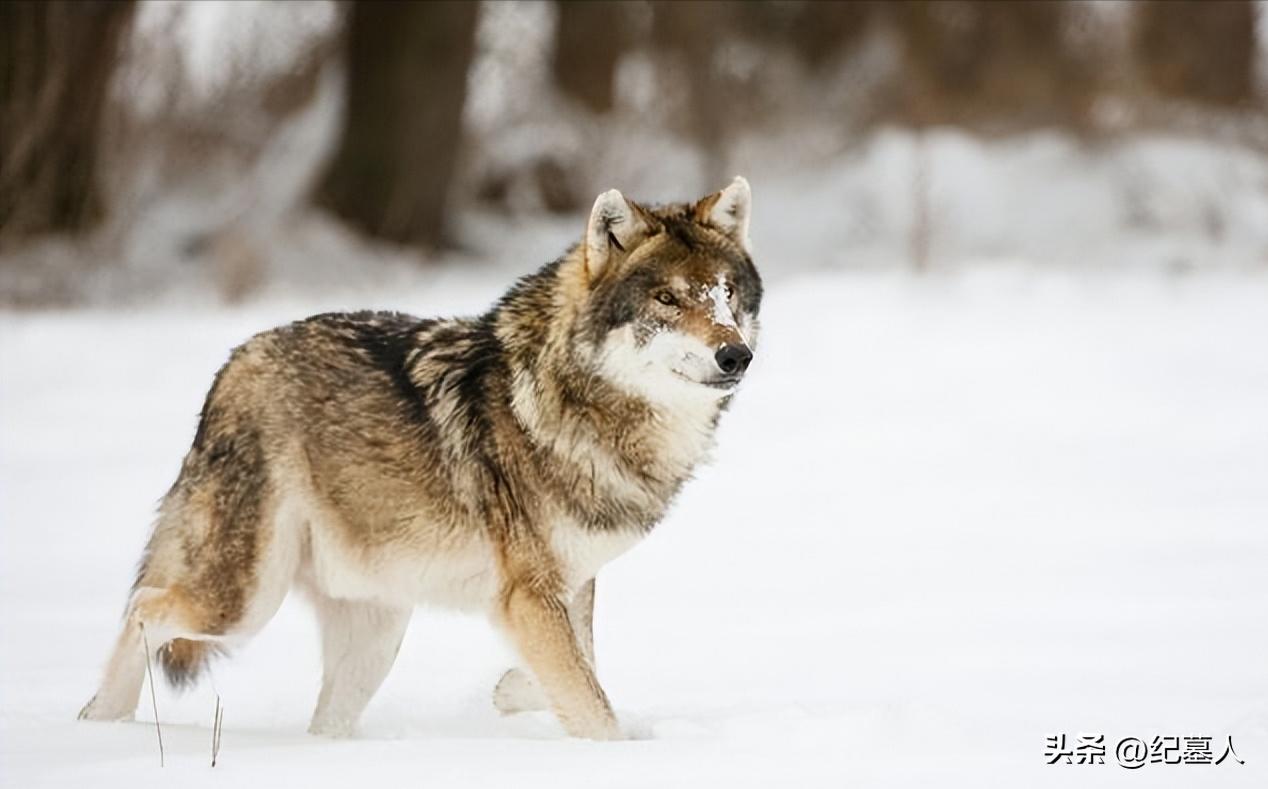 64年勘测队遭遇凶猛狼群，战士心软投喂食物，头狼带群狼前来报恩