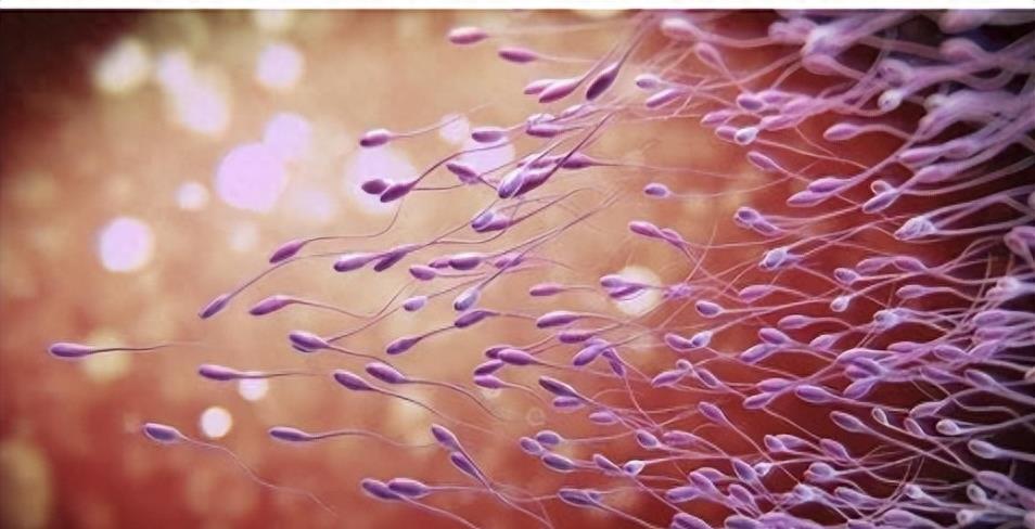 失落的小勇士们,踏上了怀孕之路