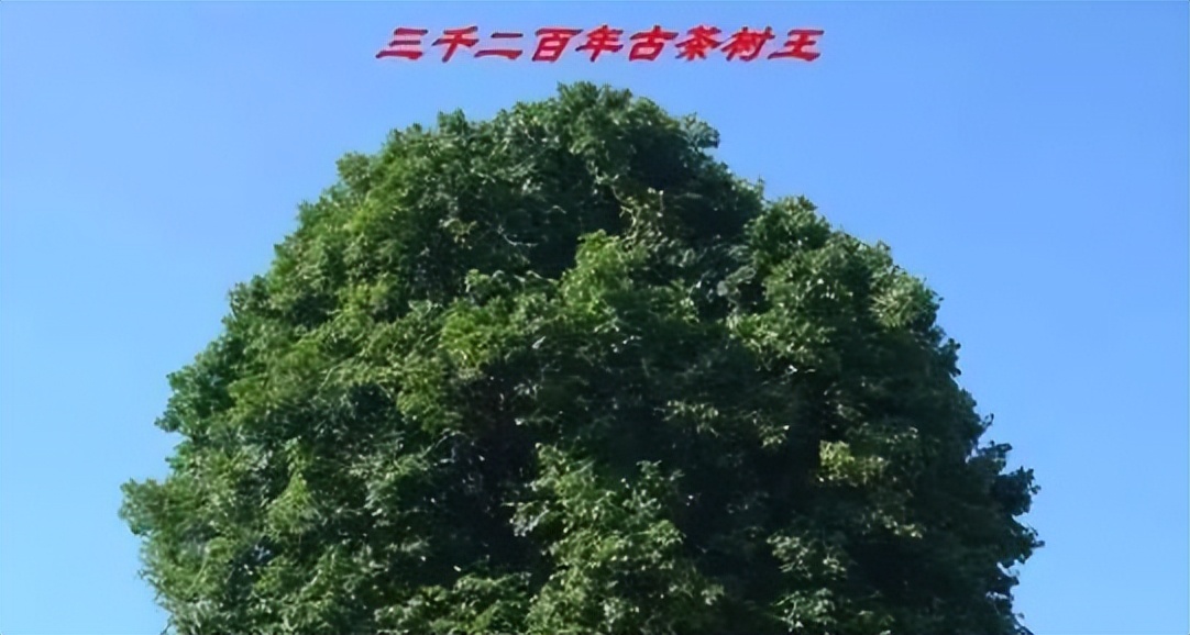 中国茶叶最老的茶树,世界最老茶树的茶多少钱一斤