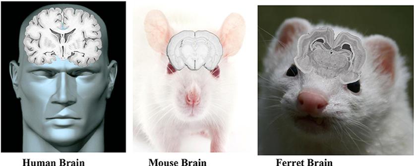 动物冷知识原来老鼠还会笑,老鼠嫉妒仓鼠
